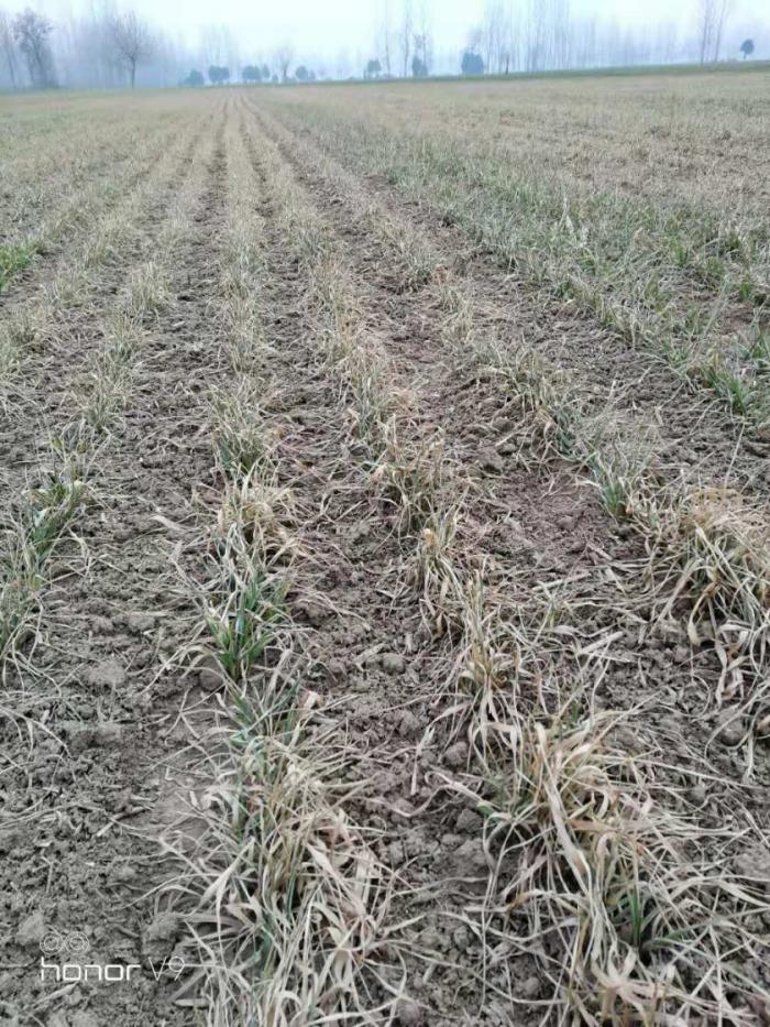 农户年前除草 使用甲基二磺隆  由于小麦苗太弱 抗性低  产生药害