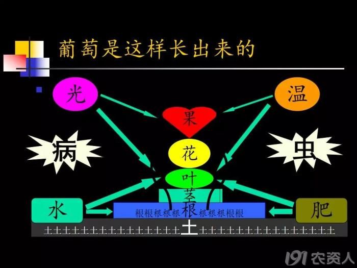 葡匋芽人口_人口普查(2)