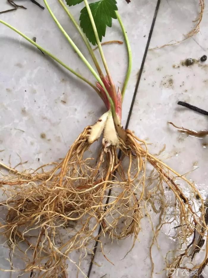 造成草莓根腐病的原因有哪些?这些妙招多数人没做到