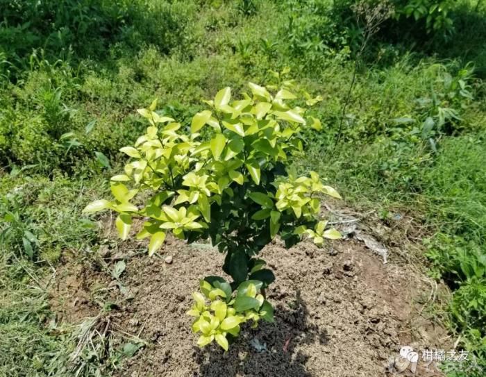 柑橘幼树淋肥多少浓度适宜?烧根原因以及补救方法!