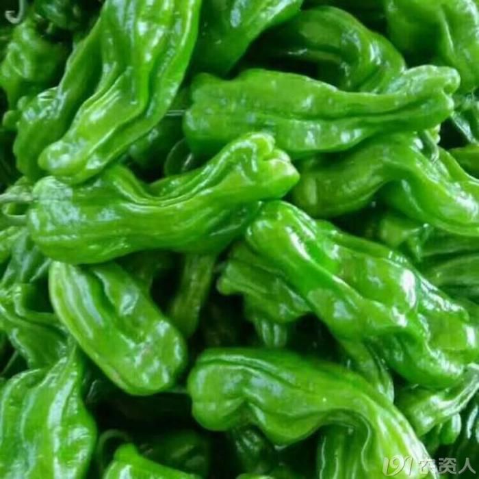 薄皮之王高产芜湖椒辣椒
