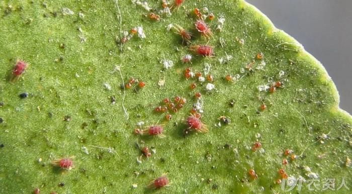 全套!阿维菌素的27个复配方法都在这了