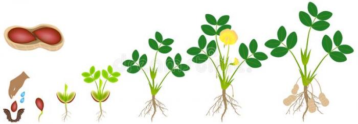 花生大概可以分为5个生长周期:发芽出苗期,幼苗期,开花期,结荚期,饱果