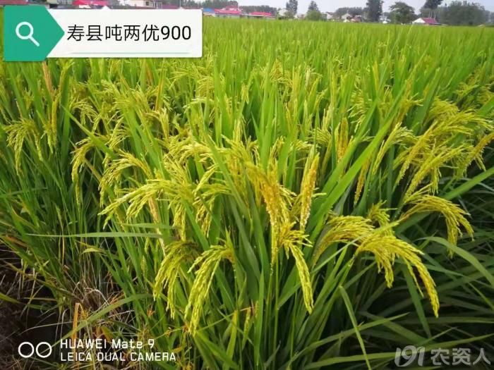 出自名门,传承经典,如意稻—吨两优900,为农户增产增收!