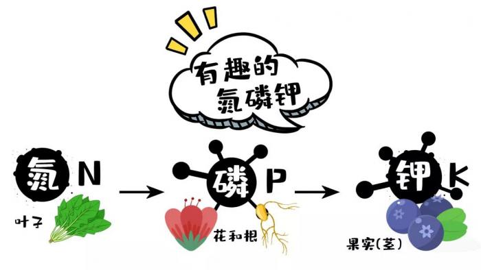 搞懂氮磷钾的作用,对作物施肥百无一害