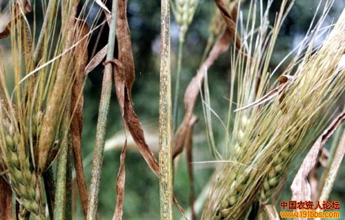 大麦坚黑穗病大麦条纹病大麦条锈病1