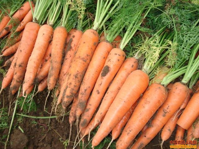 德国钾盐集团控释肥——恩泰克