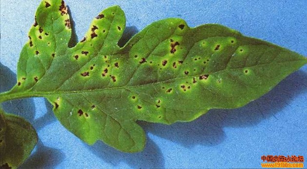 番茄细菌性斑疹病图谱