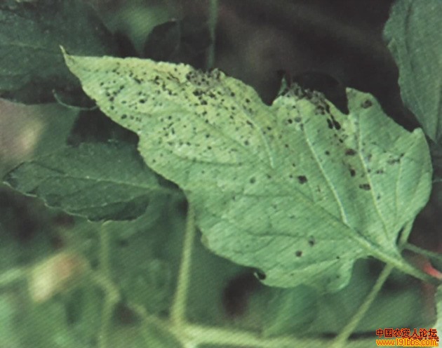 番茄细菌性斑疹病图谱