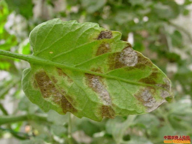 西红柿叶霉图片(20张)