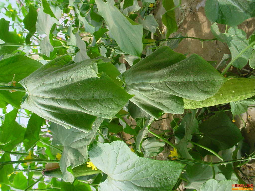 求助:瓜类枯萎病大图