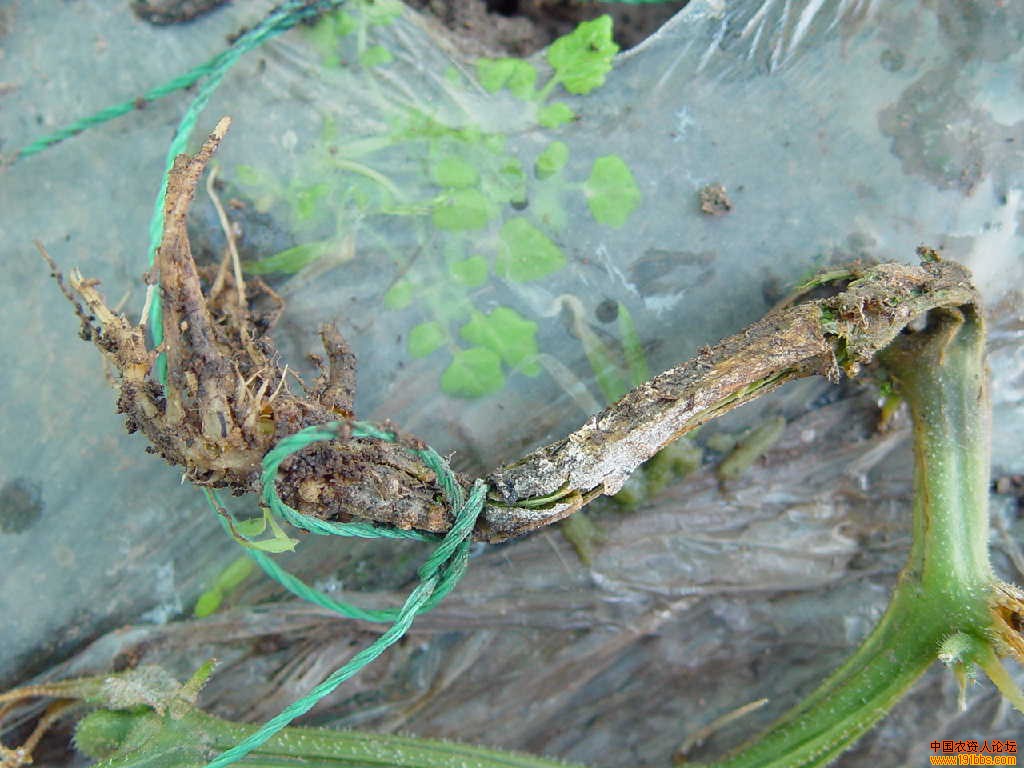 求助:瓜类枯萎病大图