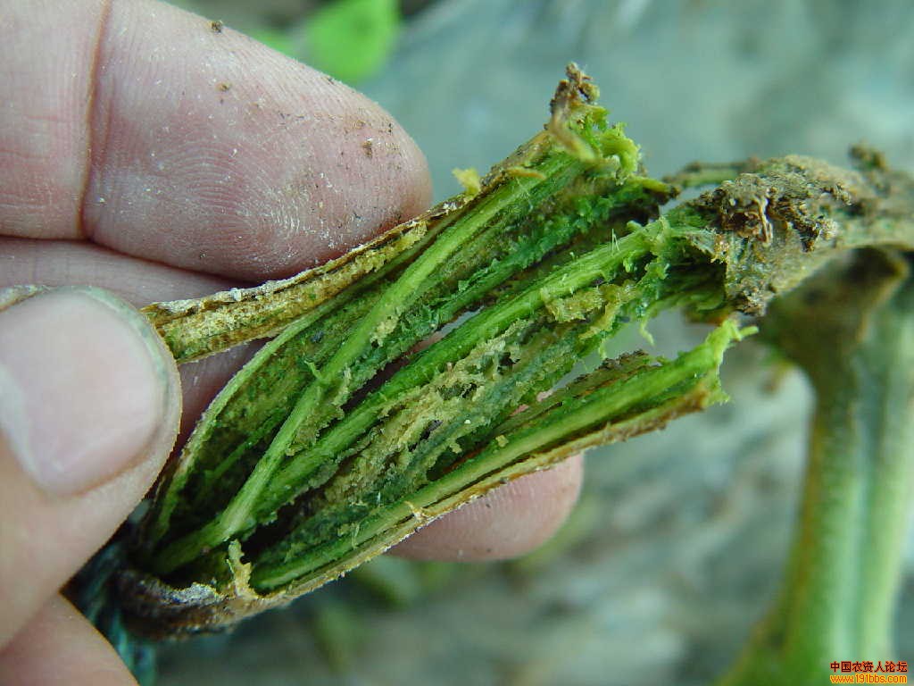 求助:瓜类枯萎病大图