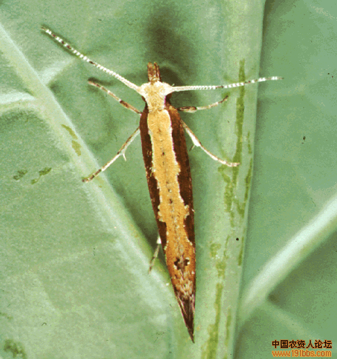 天牛和小菜蛾图片集!