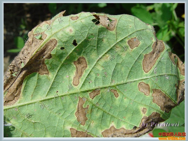 大豆病害哪种病害