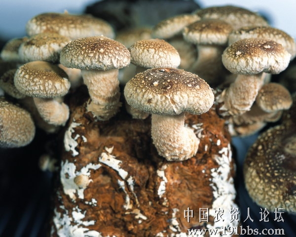 几种食用菌图片