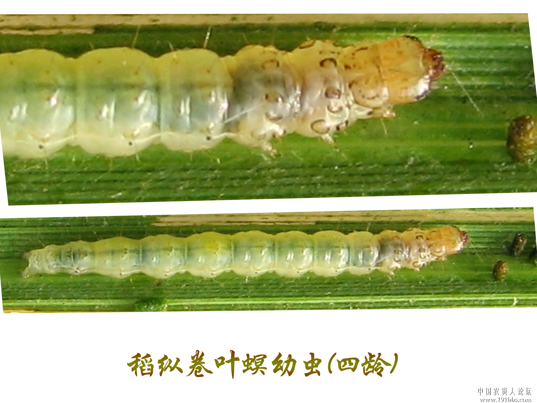 甲虫金属蛀木虫 Sphenoptera tamarisci beckeri高清摄影大图-千库网