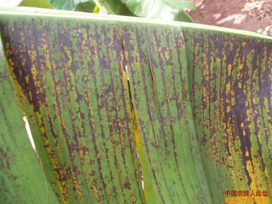 求图香蕉叶斑病黑星病图片