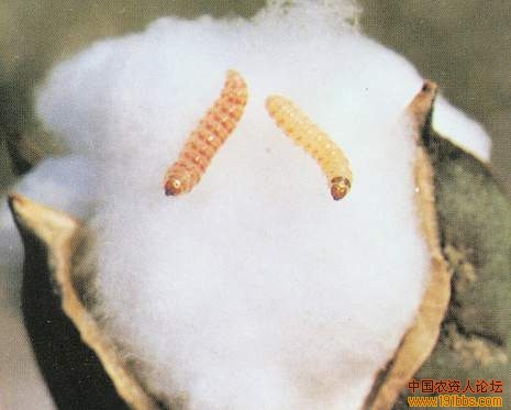 棉花地里的虫子图片