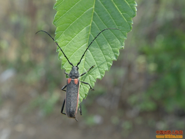 红缘天牛为害榆树