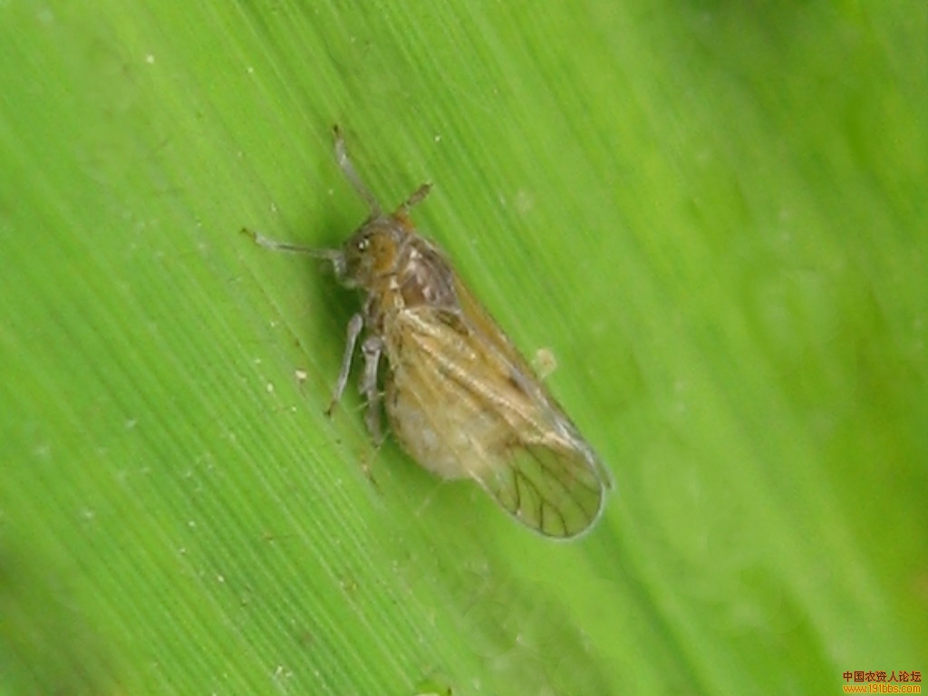 十万火急求褐飞虱灰飞虱白背飞虱的艺术照