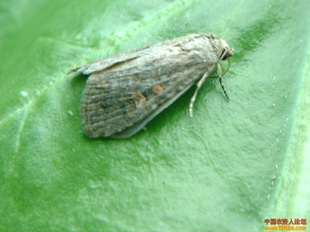 甜菜夜蛾 清晰图片(精)_病虫草图_191农资人 - 农技社区服务平台