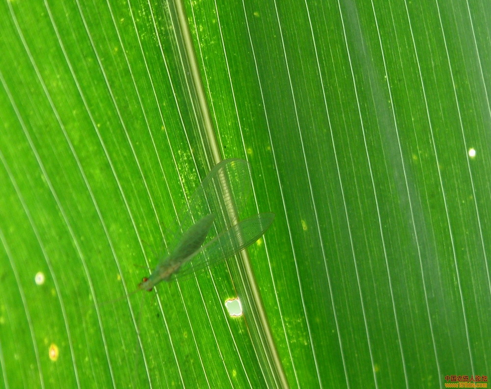 绿苍蝇卵图片图片
