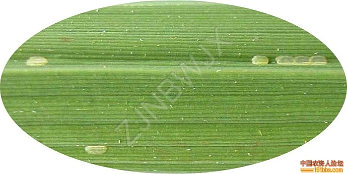 稻纵卷叶螟卵块图片