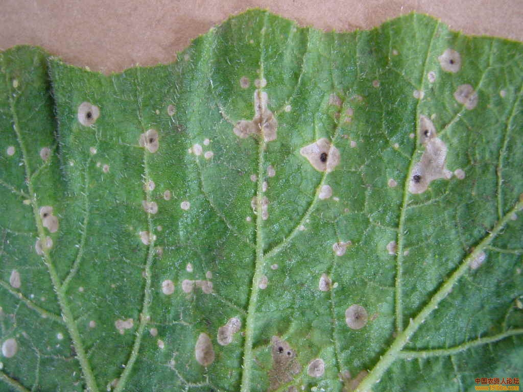 南瓜,丝瓜病害图集!