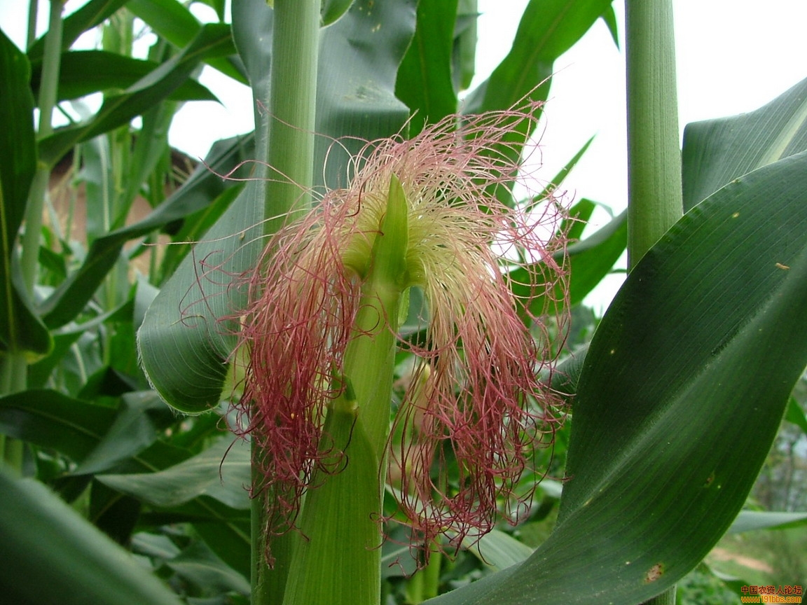 玉米花的样子图片