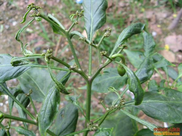 茶黄螨危害辣椒