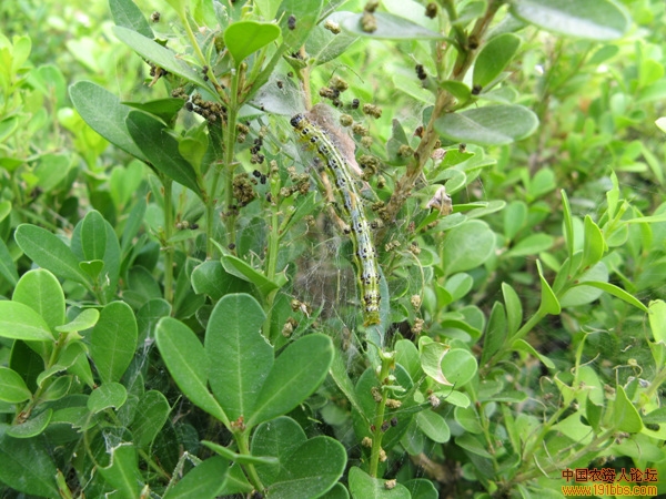 黄杨绢野螟幼虫图片图片