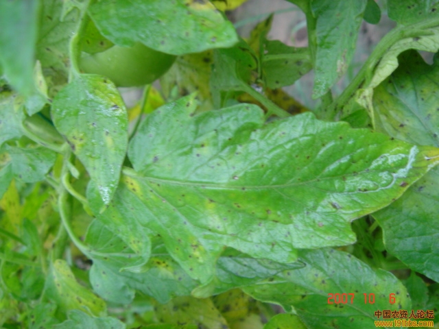 西红柿斑疹病图片