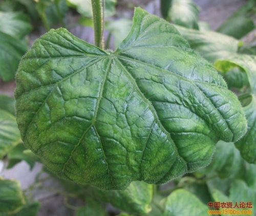 大棚黄瓜杀菌剂药害