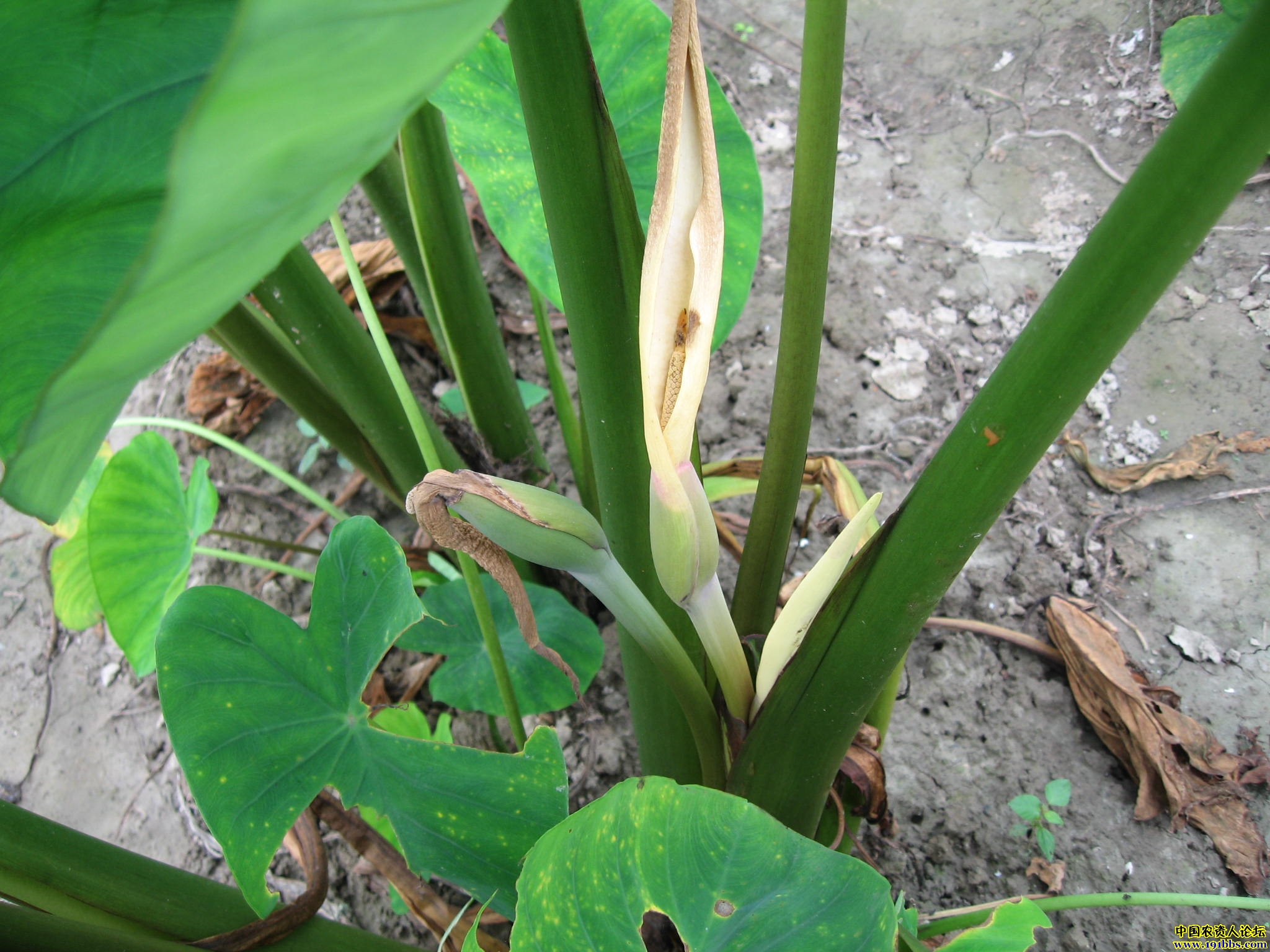 芋艿高产栽培技术(附图片)