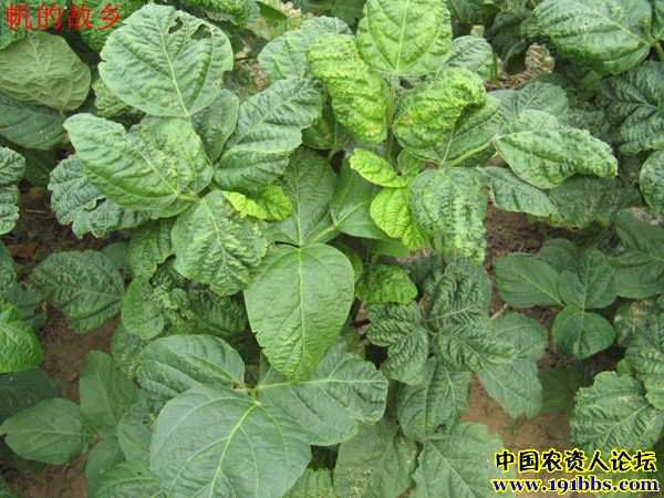 随处可见的乙草胺漂移药害