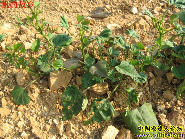 随处可见的乙草胺漂移药害