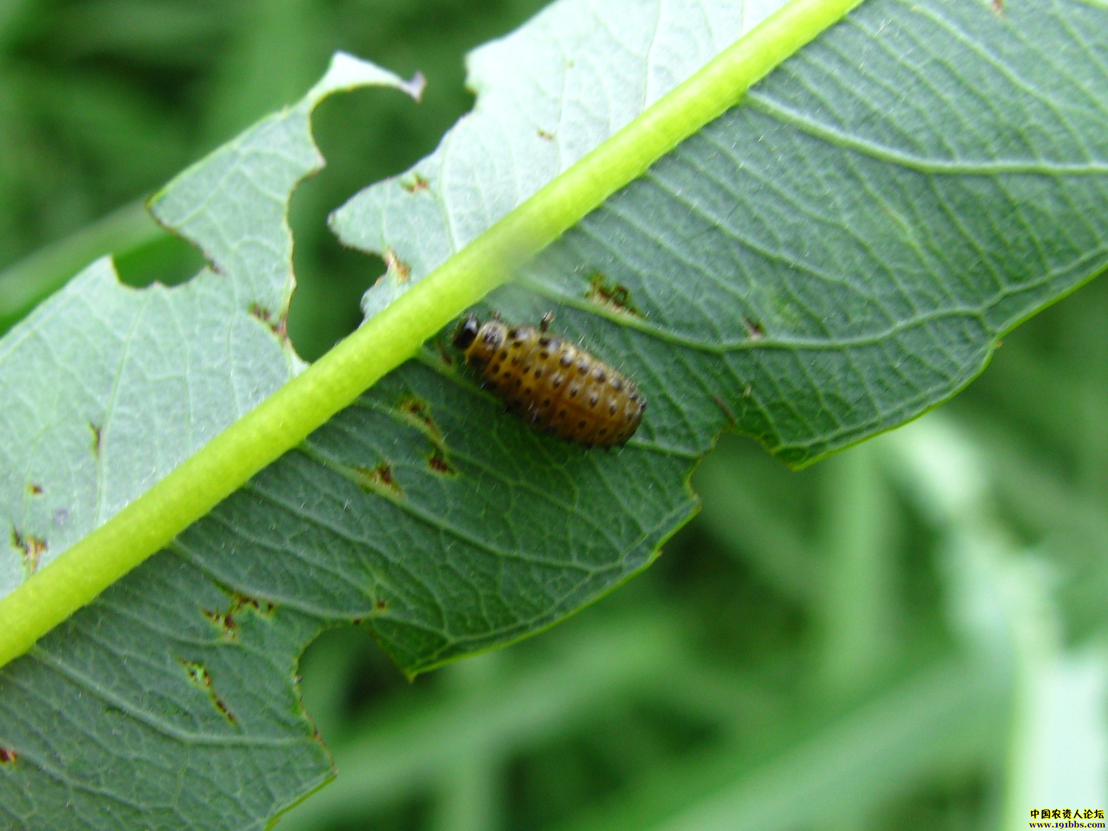 柳条上的硬壳虫,比较难打,请大家给个配方_病虫草图