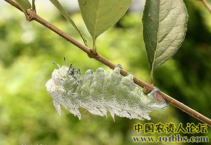 天蚕蛾科皇蛾   attacus atlas formosanus villiard, 1969]的幼虫