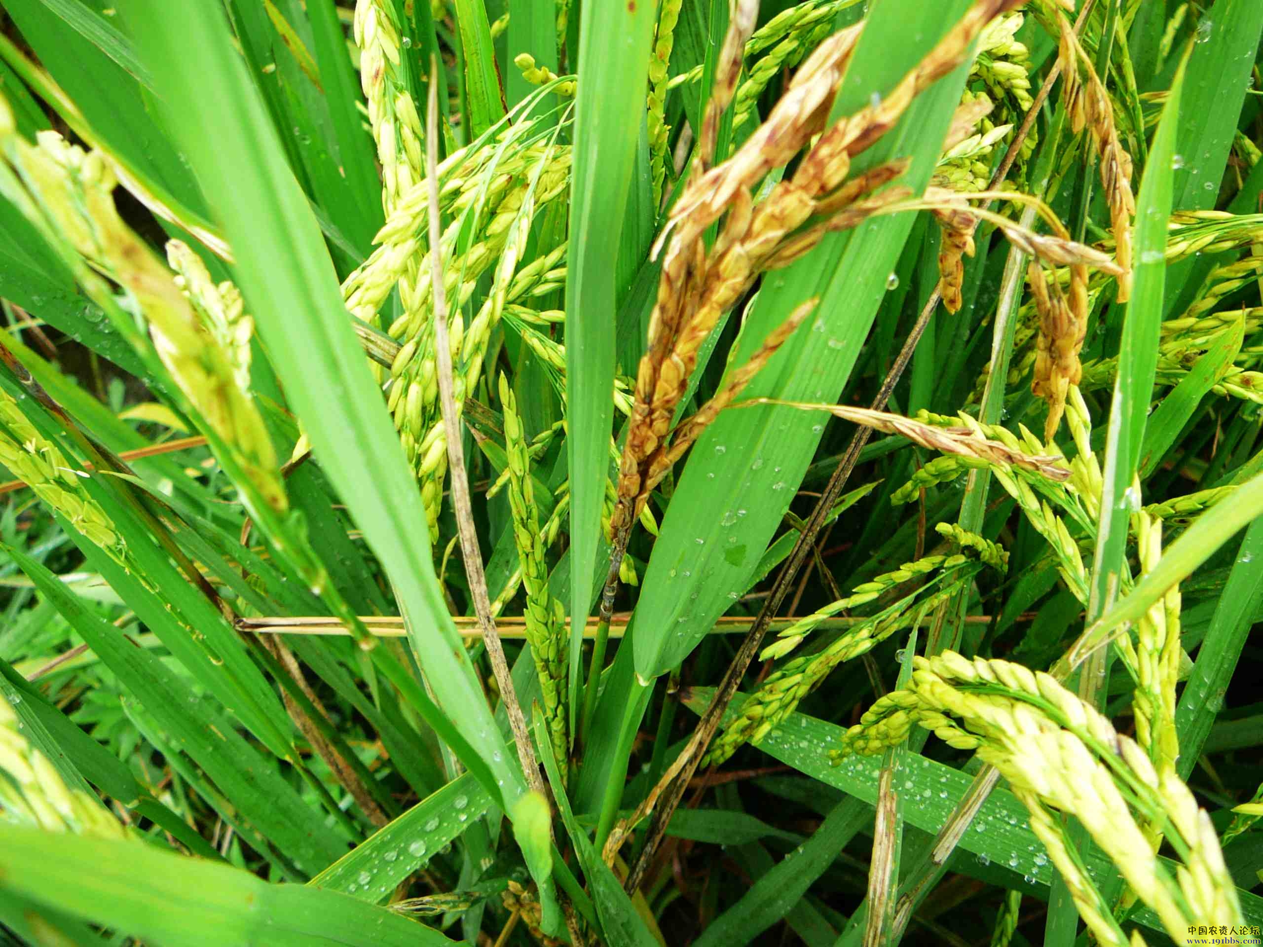 水稻稻曲病图片及防治图片