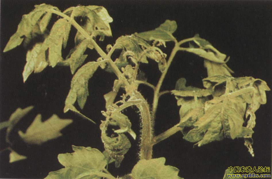 收集的番茄缺硼图