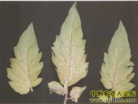 求植物缺铁症图片