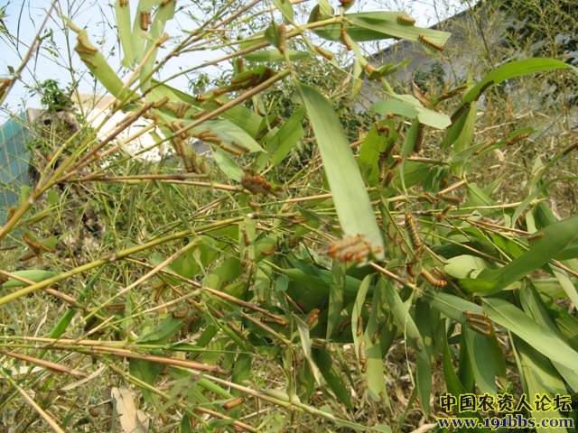 竹斑蛾图片