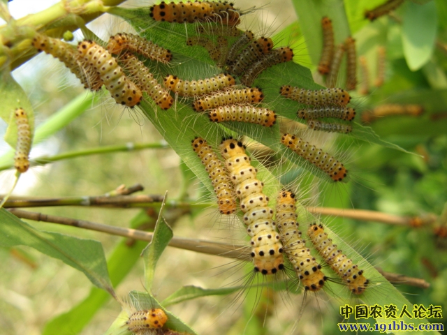 认识竹斑蛾