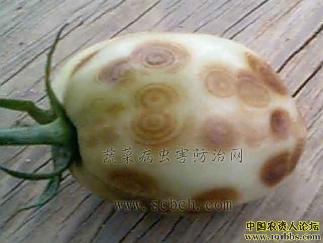 【番茄斑萎病毒病】多图解说