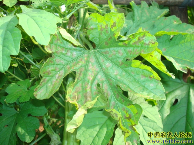 苦瓜苦瓜病害附图