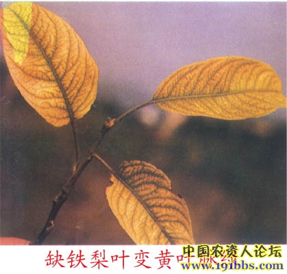 梨树缺素症图片