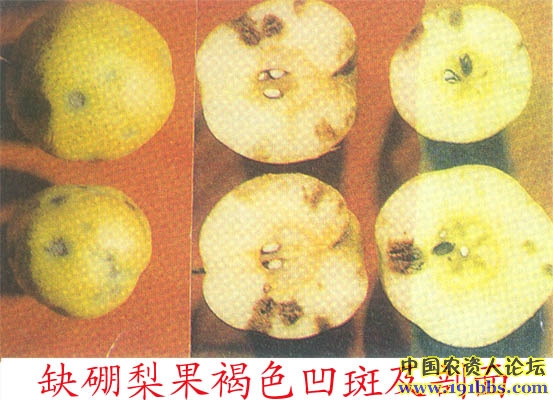 梨树缺镁症状图片图片