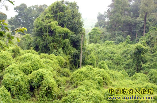 薇甘菊图片危害图片