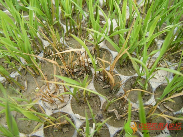 水稻秧苗青枯病图片